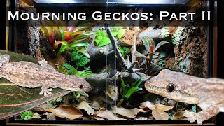 Bioactive Mourning Gecko Setup Part II Planting Lighting and Introducing the Geckos [upl. by Odlavu]