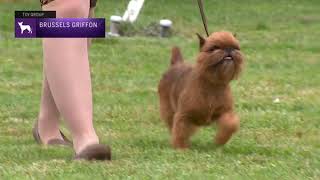 Brussels Griffons  Breed Judging 2021 [upl. by Jacinto]