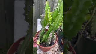 Euphorbia trigona crestada  crecimiento de la poda [upl. by Oberheim276]