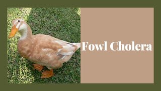 How to Tell Your Duck Has Fowl Cholera Symptoms and Treatment [upl. by Marje93]