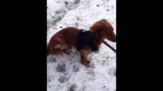 Bruno faking leg injury funny dog video [upl. by Yebba]