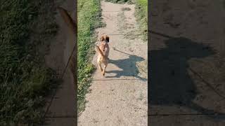 Dog Walking POV guitarra musica slice [upl. by Sumahs]