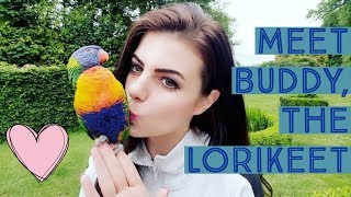 MEET BUDDY THE LORIKEET  PARRONT TIP TUESDAY  IRELAND [upl. by Nosauq]