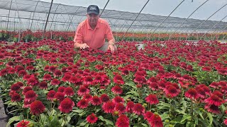 Echinacea Sunny Days Ruby Coneflower  Magnificent Bushy Free Flowering Easy to Grow Perennial [upl. by Airoled]