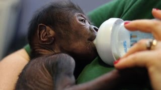 Naissance dun bébé gorille par césarienne au zoo de Bristol [upl. by Sylram]