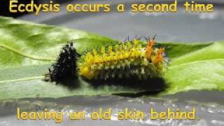 Cecropia Moth Metamorphosis Video Photo Journal [upl. by Stuckey]