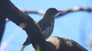 Olivebacked Oriole call [upl. by Ratna627]