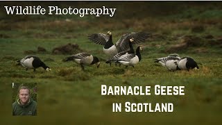 Photographing barnacle geese in Scotland  Bird Photography [upl. by Hayn]