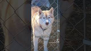 Howling Huskies sleddogs siberianhusky workingdog husky howling huskies screaming [upl. by Ayekam332]