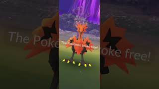 GALARIAN ZAPDOS ⚡️ pokemon galarianzapdos [upl. by Frodine]