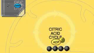 The Krebs Cycle Overview Animation Citric Acid or TCA Cycle [upl. by Marleen]