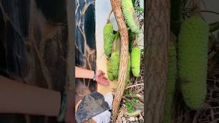 Monstera Deliciosa Fresh Fruit 😱 satisfying harvesting fruit monstera short shorts [upl. by Ekyt]