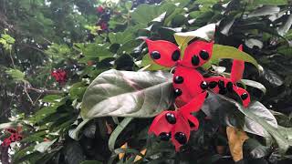 Sterculia lanceolata [upl. by Dippold]