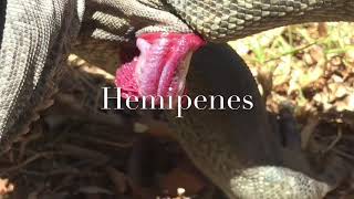 Hemipenes [upl. by Oiluig]