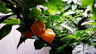 Growing superhot peppers in the AeroGarden Bounty [upl. by Duntson]