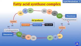 3 Fatty acid synthase complex  Lipid Metabolism3  Biochemistry  NJOY Biochemistry [upl. by Palumbo]