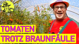 Die unglaubliche Tomatenernte 2021 mein Trick UND So machst du echte italienische Tomatensauce [upl. by Bo917]