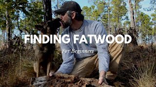 Finding Fatwood for Beginners [upl. by Aiuqal]