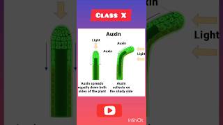 How Auxin Hormone works l CBSE Class X [upl. by Hsiwhem]