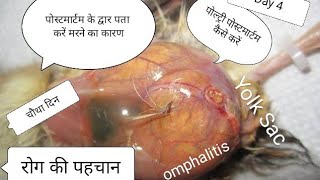 चूजो का पोस्टमार्टम कैसे करें Omphalitis Yolk Sac infection in poultry post mortem of chiks कारण [upl. by Feeley501]