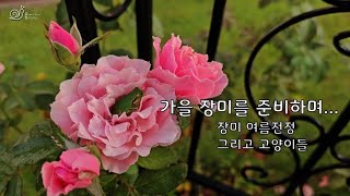 주말 정원 amp 텃밭  가을 장미를 준비하며 장미 여름전정 고양이 [upl. by Enihpad924]