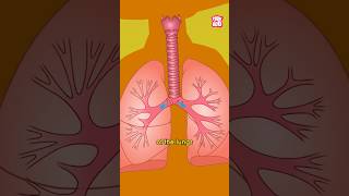 What causes Asthma to Develop  World Asthma Day 2024 shorts worldasthmaday drbinocsshow [upl. by Nnahtur]