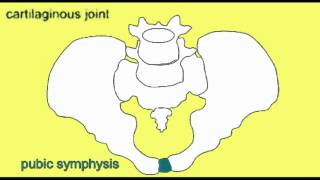 AP1 SKELETAL SYSTEM PUBIC SYMPHYSIS [upl. by Olivette546]