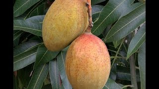 Growing Mango ‘Pickering’ in Containers  How to Grow Mangos [upl. by Onfre]