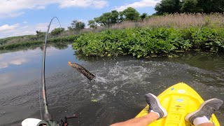 Tracking Down MONSTER SNAKEHEADS in Delaware Swamps [upl. by Dazhehs251]