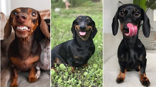 Funny Dachshund puppies videos Funny videos [upl. by Ahsinnor]