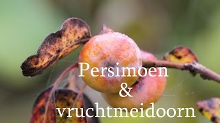 Persimoen en vruchtmeidoorn [upl. by Kask536]