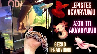 LEPİSTES AKVARYUMLARI  AXOLOTL AKVARYUMU  GECKO [upl. by Doroteya]