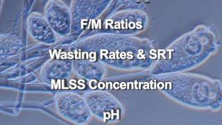 Wastewater Microbiology [upl. by Jola]