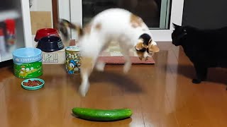 Cats vs Cucumbers A Compilation [upl. by Emoryt20]