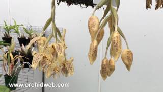 OrchidWeb  Stanhopea jenischiana [upl. by Einot161]