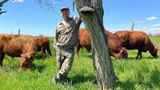 MultiSpecies Rotational Grazing Season Start 2023  Why Farm This Way [upl. by Hpesoj734]