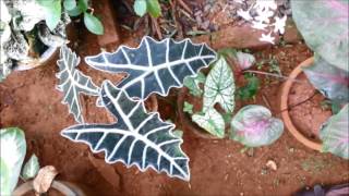 My Caladium Collection [upl. by Hayley]