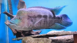 Wolf Cichlid Update Video  Parachromis Dovii [upl. by Erdreid774]