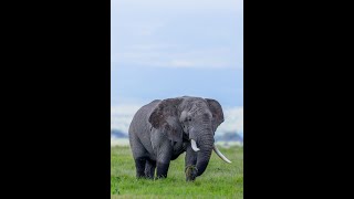 Amboseli Tusker [upl. by Nilkoorb]