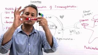 Immunology Lecture 11 Part 8 Genetics of Immunoglobulin Diversity [upl. by Akemaj]