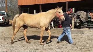 Sold 227 16 yr old 151h palomino QH mare 750 Deadline 3824 [upl. by Noside]