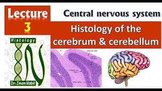 3Histology of Cerebrum and CerebellumCNS [upl. by Asilahs431]