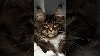 The Majestic Maine Coon Meet the Gentle Giant of Cats facts shorts shortsvideo [upl. by Norraf]