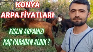 ARPA FİYATLARI 2023  Arpamızı Kaç Paraya Aldık   Güncel Arpa Kaç Para [upl. by Bruyn817]