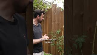 part 1 🌱 Bouturer vos plants de tomates pour en récolter encore plus ⏐ Dr Jonquille et Mr Ail [upl. by Wallack]