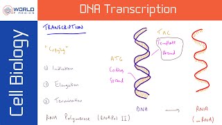 DNA Transcription  Cell Biology [upl. by Atterbury]