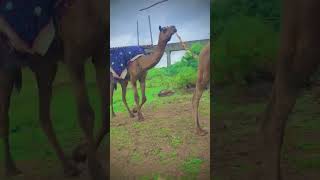 pashupalan marwadi rajasthani vlog culture rabari camels [upl. by Bred]