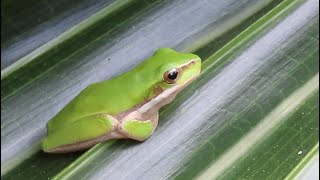 Eastern Dwarf Treefrog Litoria fallax [upl. by Lleroj]