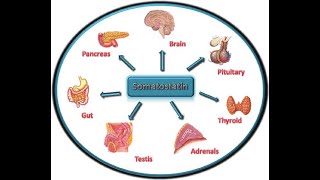 Action of the somatostatin hormone on the gastrointestinal tract Inhibit growth hormone and gastric [upl. by Teiluj]