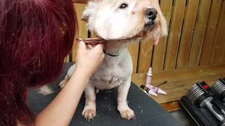 Trimming a westie head [upl. by Aikmat]